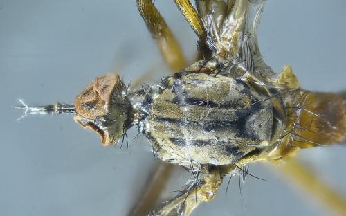 Empis sp.